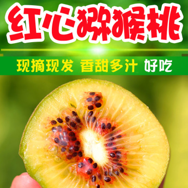 四川精品礼盒装红心猕猴桃，量大价优，营养丰富