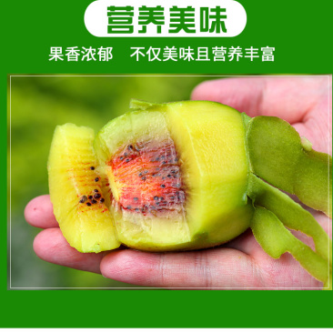 四川精品红心猕猴桃，果香浓郁，口感好，一手货源
