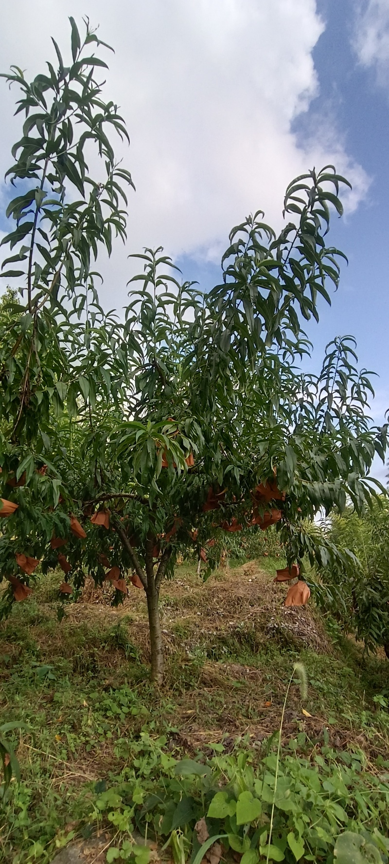 【包邮】湖南张家界锦绣黄桃现摘现发一手货源欢迎下单