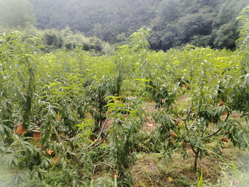 【包邮】湖南张家界锦绣黄桃现摘现发一手货源欢迎下单