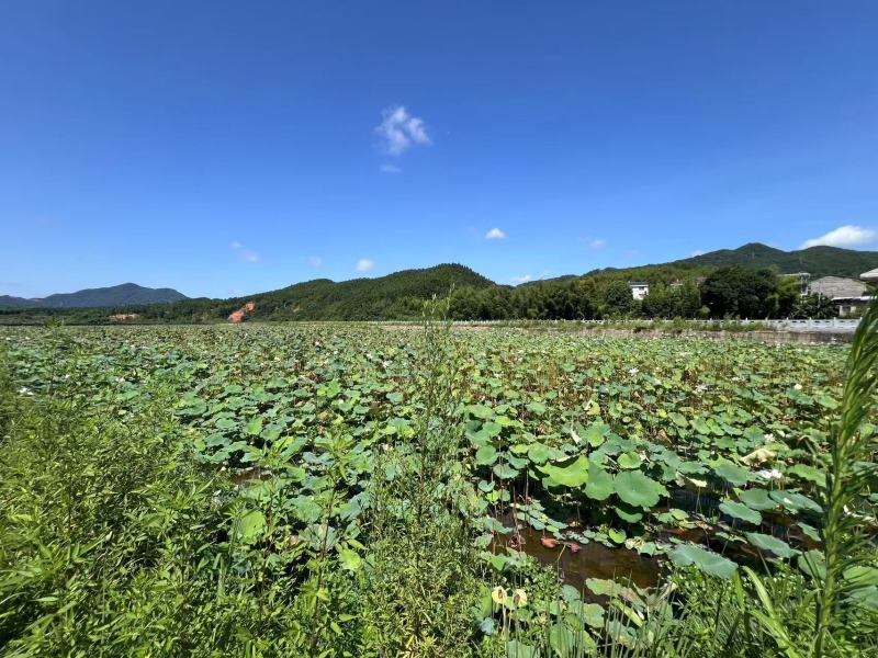 武夷山五夫白莲子福建基地直供质量保证货源充足全国发货