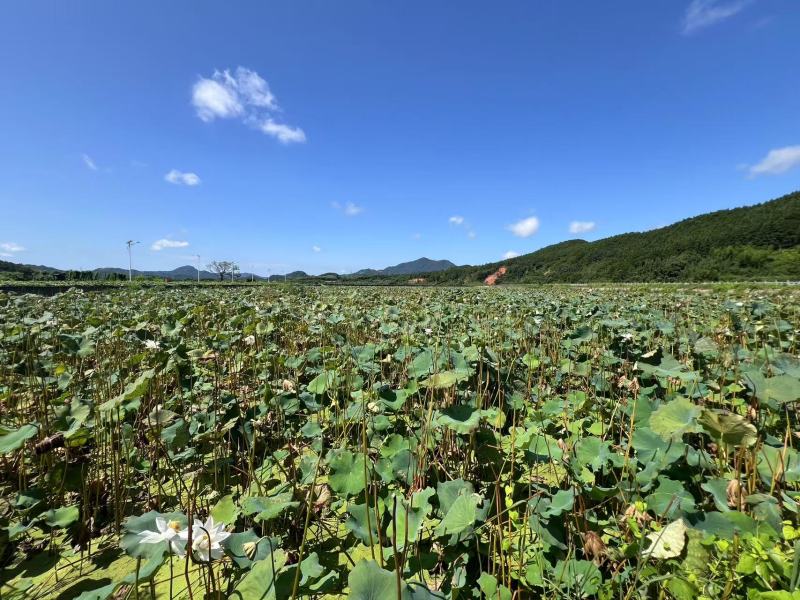 武夷山五夫白莲子福建基地直供质量保证货源充足全国发货