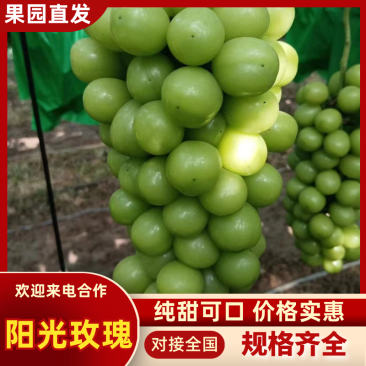 陕西万亩阳光玫瑰葡萄，颗粒大，糖度高，产地直发！