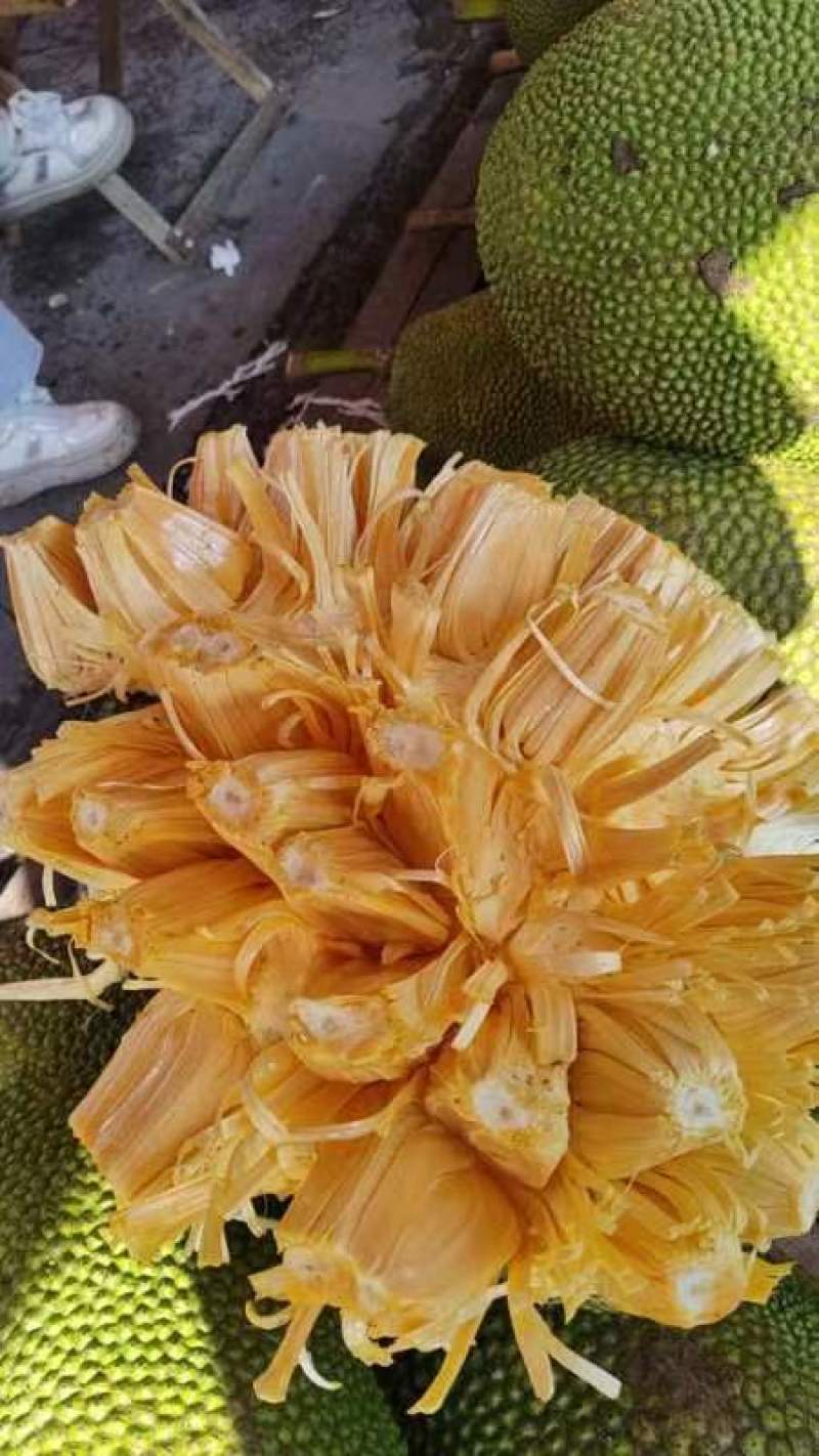 菠萝蜜马来西亚5号泰5口感脆甜产地直供一手货源