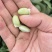 辽宁锦州鲜毛豆翠绿宝毛豆大量供应一手货源全国发货