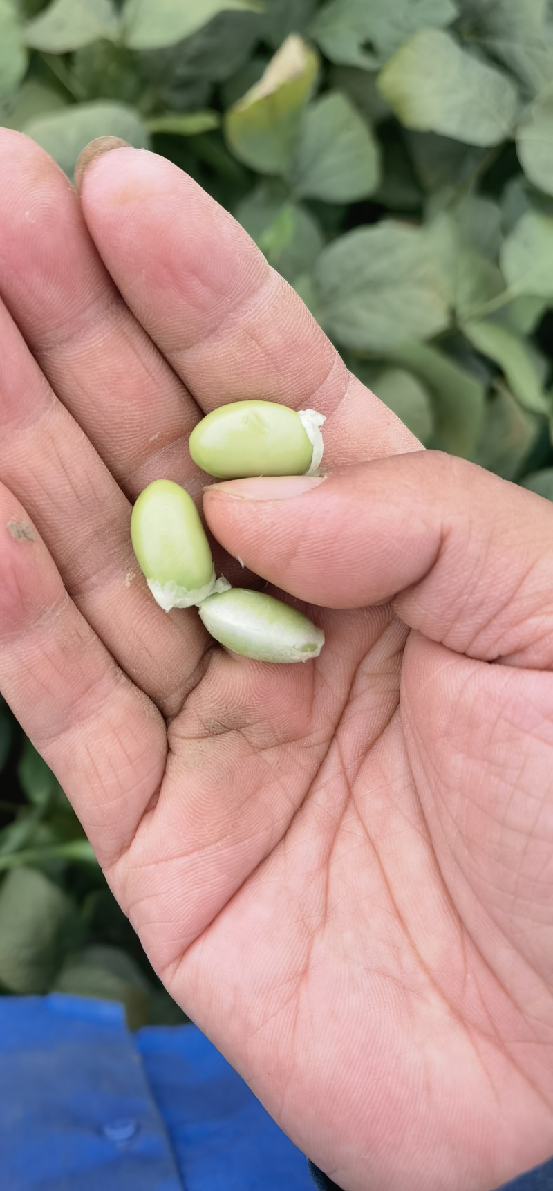辽宁锦州鲜毛豆翠绿宝毛豆大量供应一手货源全国发货