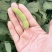 辽宁锦州鲜毛豆翠绿宝毛豆大量供应一手货源全国发货