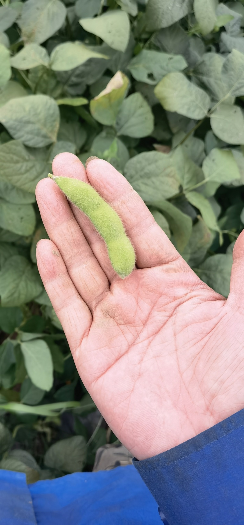 辽宁锦州鲜毛豆翠绿宝毛豆大量供应一手货源全国发货