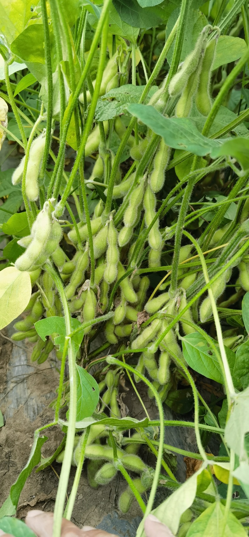 辽宁锦州鲜毛豆翠绿宝毛豆大量供应一手货源全国发货