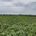 辽宁锦州鲜毛豆翠绿宝毛豆大量供应一手货源全国发货
