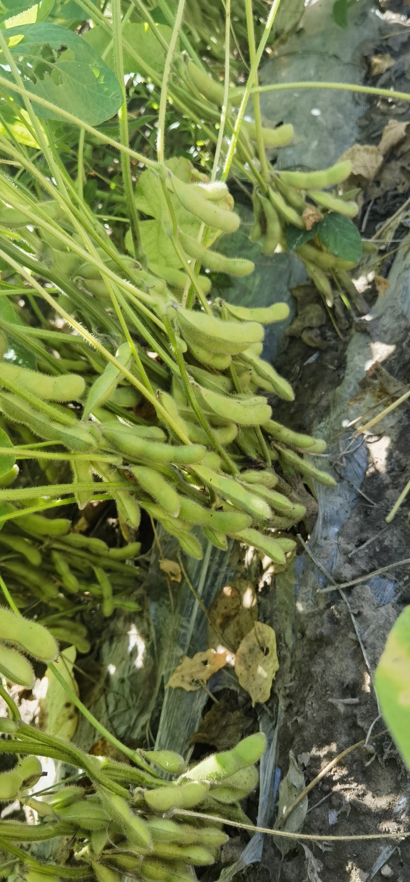 辽宁锦州鲜毛豆翠绿宝毛豆大量供应一手货源全国发货