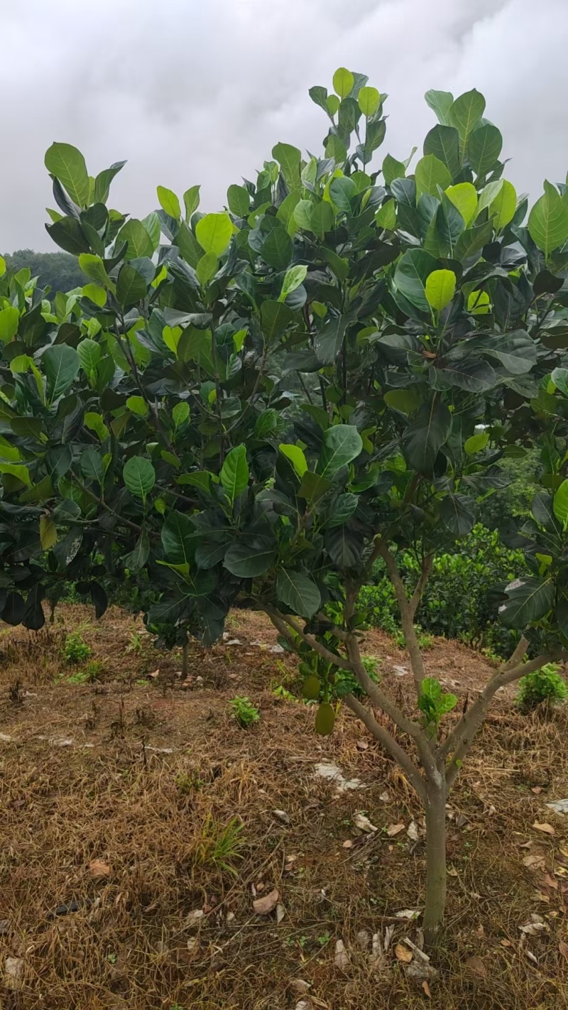 菠萝蜜马来西亚5号泰5口感脆甜产地直供一手货源