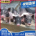 巴马香猪猪仔产地直发量大从优价格美丽欢迎来电咨询