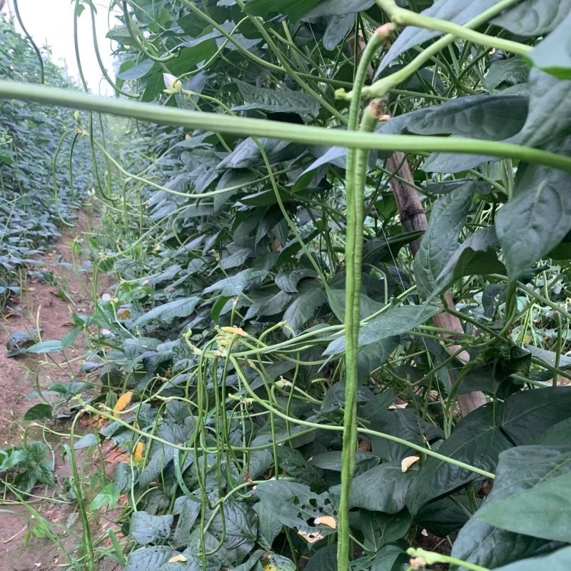 【新鲜】长豆角豇豆大量上市量大从优