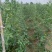 【新鲜】长豆角豇豆大量上市量大从优