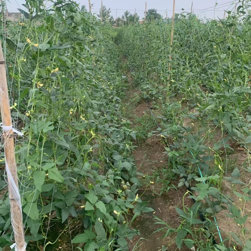 【新鲜】长豆角豇豆大量上市量大从优