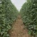 【新鲜】长豆角豇豆大量上市量大从优
