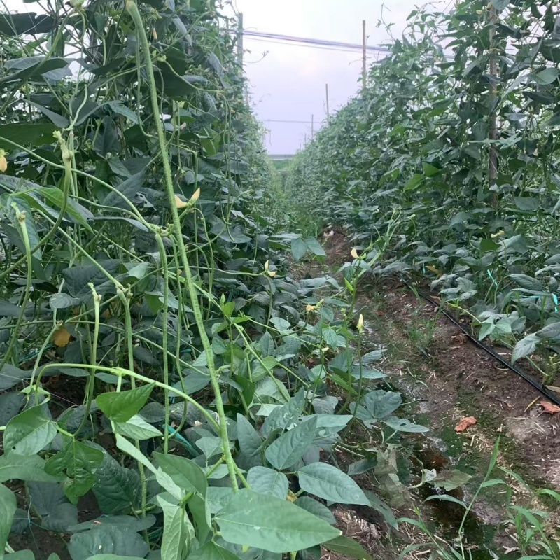 【新鲜】长豆角豇豆大量上市量大从优