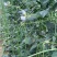 【新鲜】长豆角豇豆大量上市量大从优