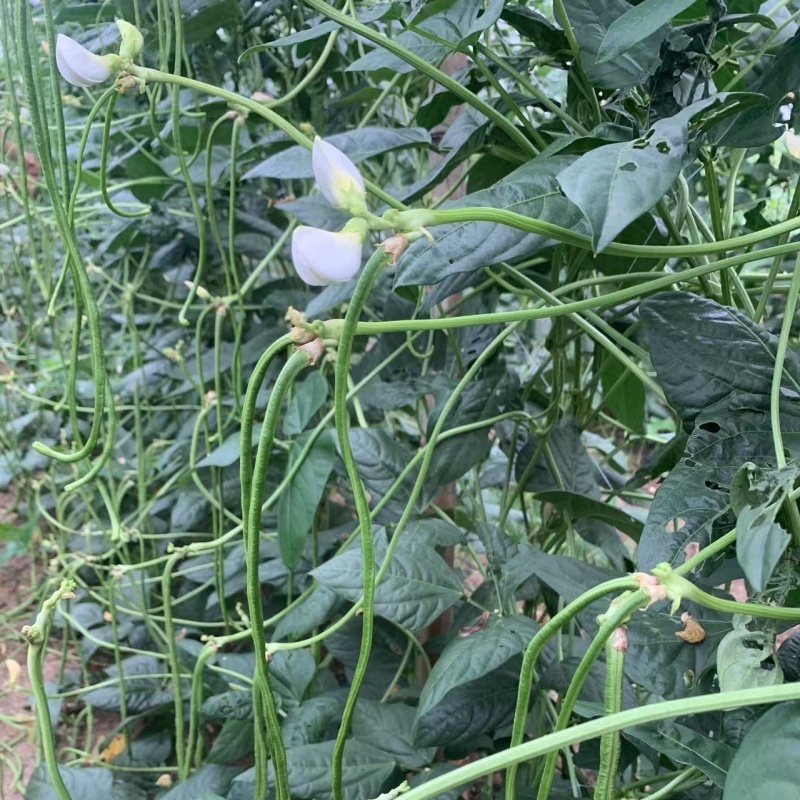 【新鲜】长豆角豇豆大量上市量大从优