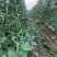 【新鲜】长豆角豇豆大量上市量大从优