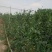 【新鲜】长豆角豇豆大量上市量大从优