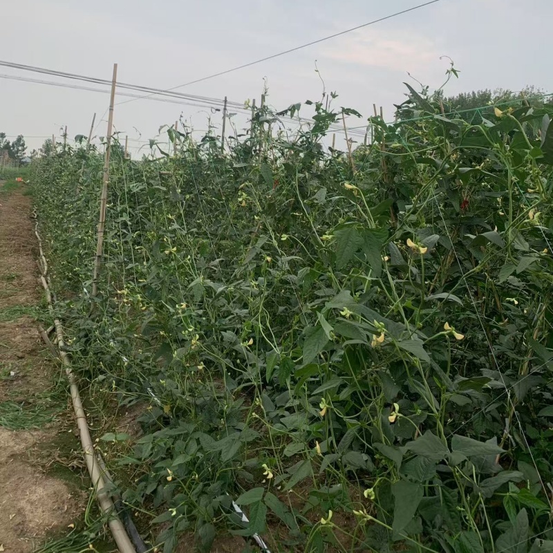 【新鲜】长豆角豇豆大量上市量大从优