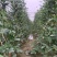 【新鲜】长豆角豇豆大量上市量大从优