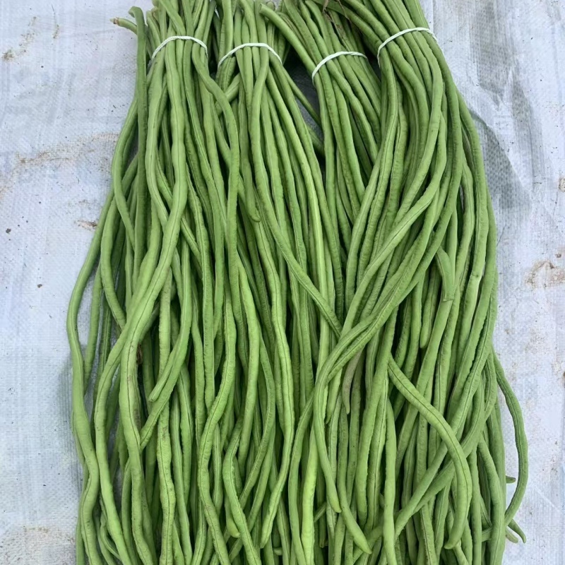 【新鲜】长豆角豇豆大量上市量大从优