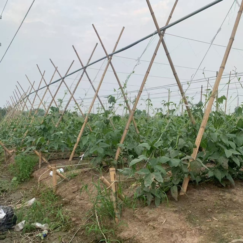 【新鲜】长豆角豇豆大量上市量大从优