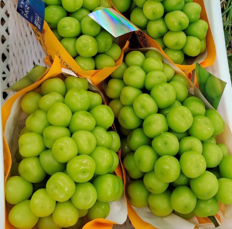 【颗粒饱满】☀️阳光玫瑰量保证大量欢迎咨询视频看货