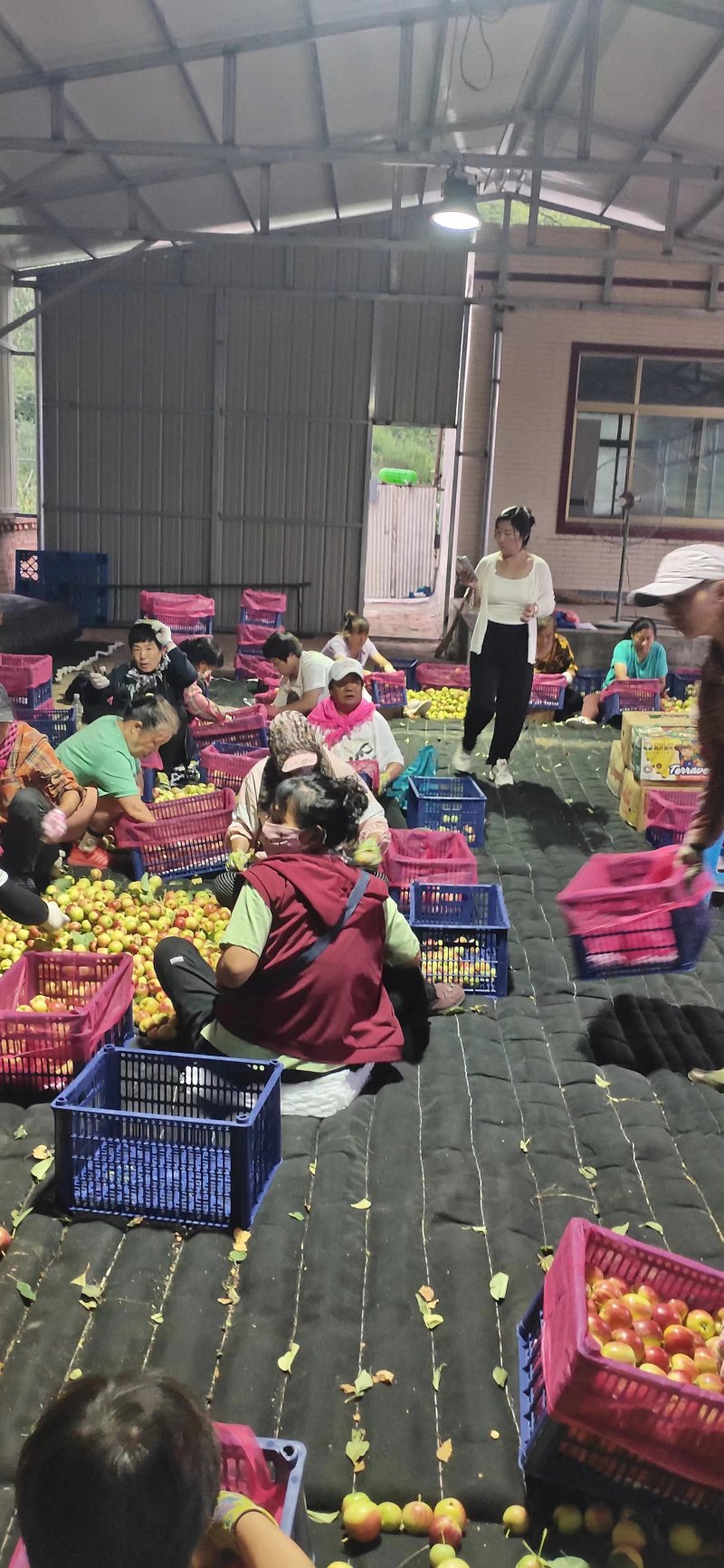 辽宁嘎啦苹果红嘎啦苹果对接电商市场商超