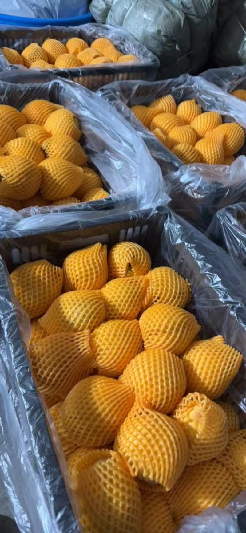 浙江精品锦绣黄桃，量大价优，口感好欢迎咨询