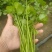 大叶香菜全年大量有货天津香菜他对接各大市场商超电商