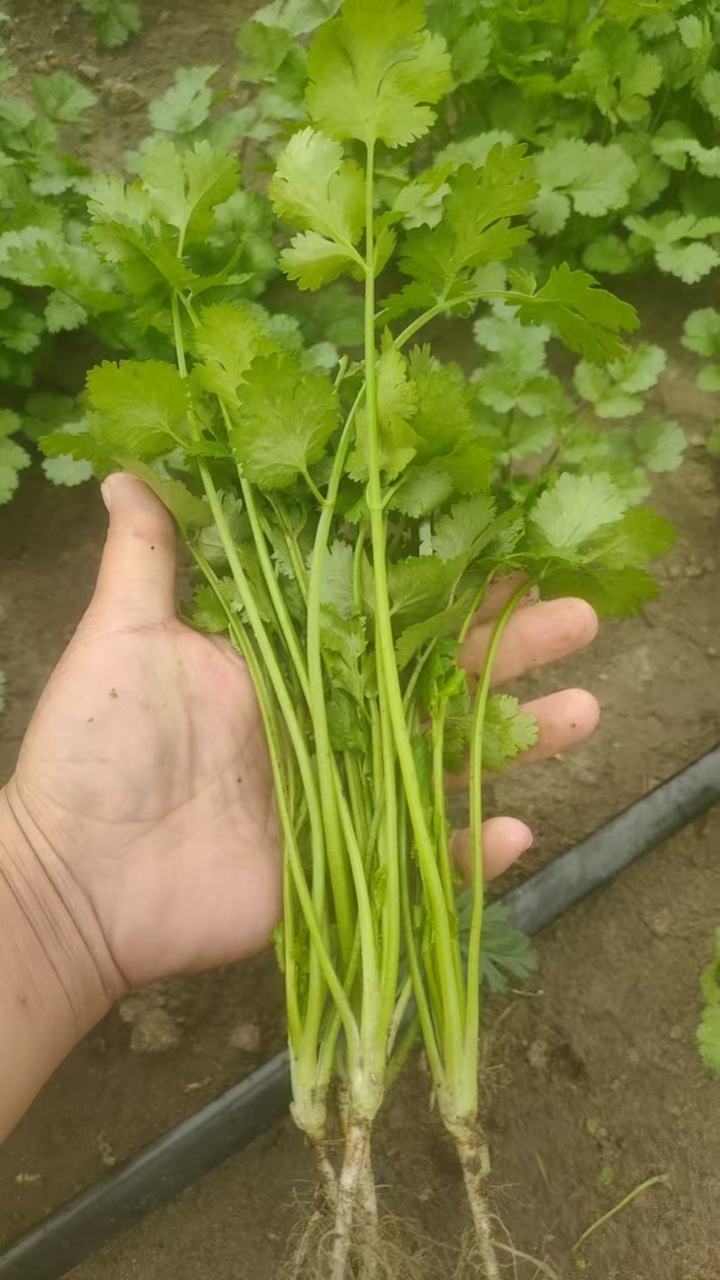 大叶香菜全年大量有货天津香菜他对接各大市场商超电商