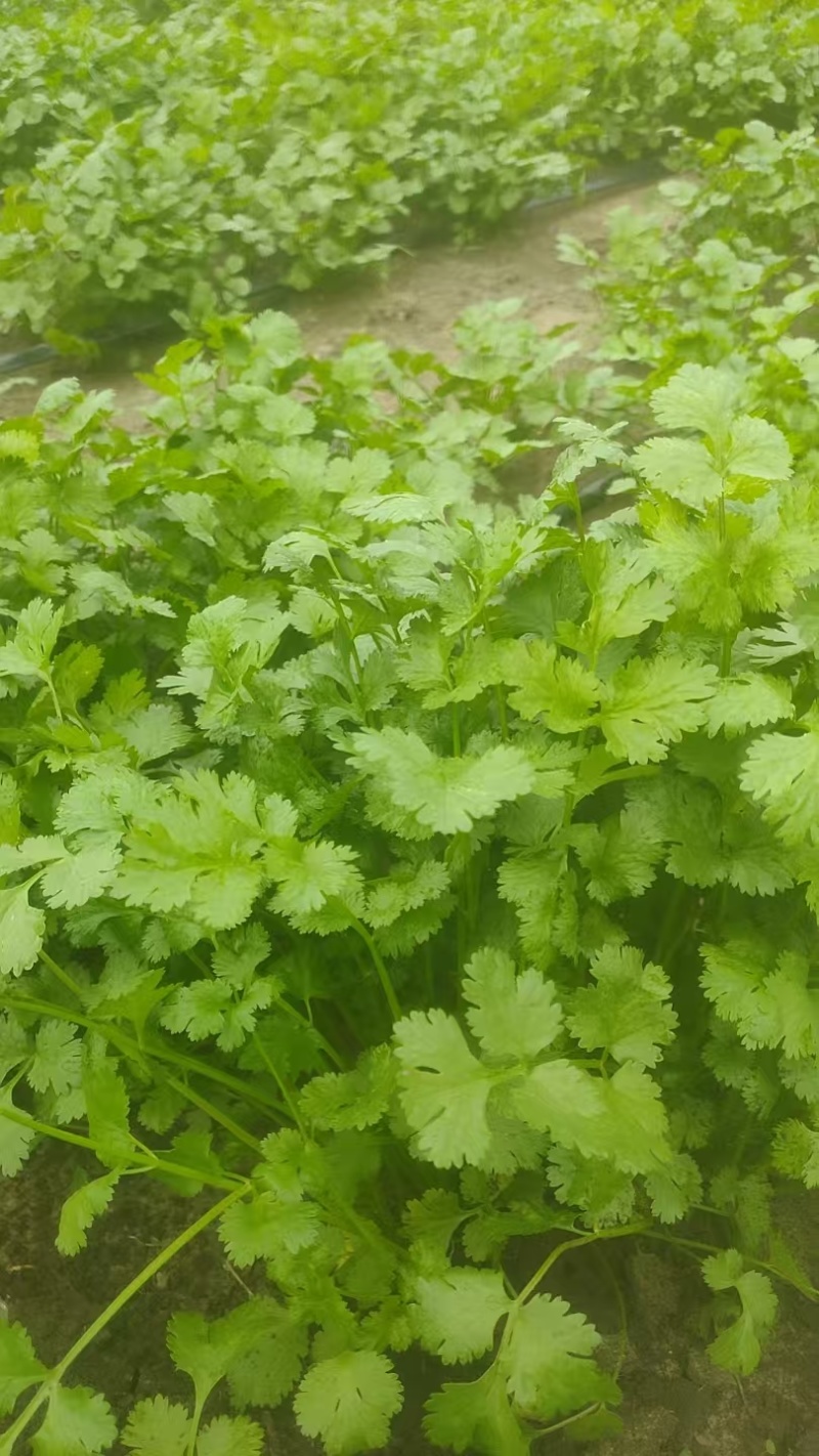 大叶香菜全年大量有货天津香菜他对接各大市场商超电商