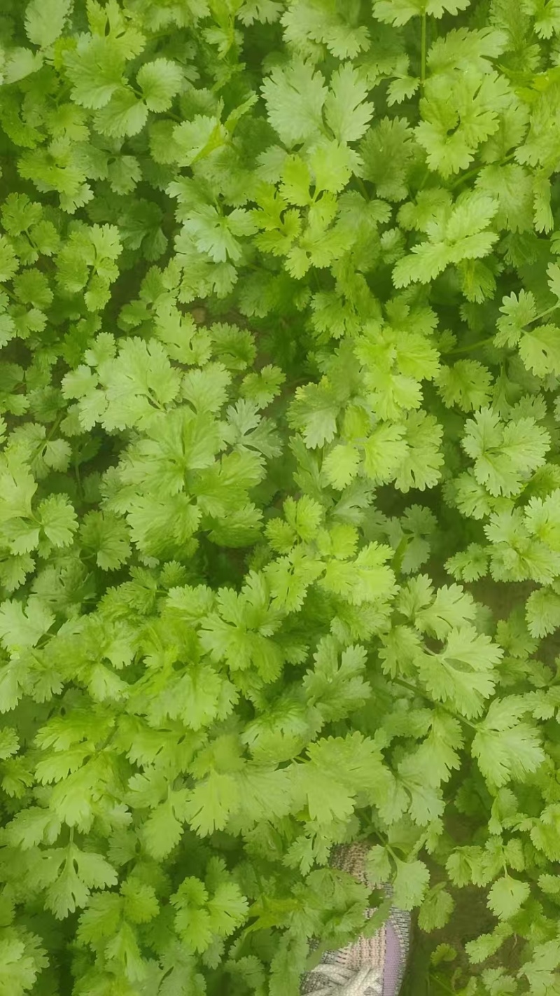 大叶香菜全年大量有货天津香菜他对接各大市场商超电商