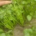 精品香菜大叶香菜质量保证价格合理全国发货欢迎来电