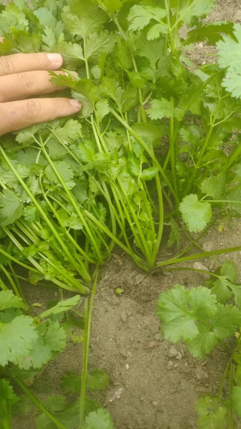 精品香菜大叶香菜质量保证价格合理全国发货欢迎来电
