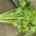精品香菜大叶香菜质量保证价格合理全国发货欢迎来电