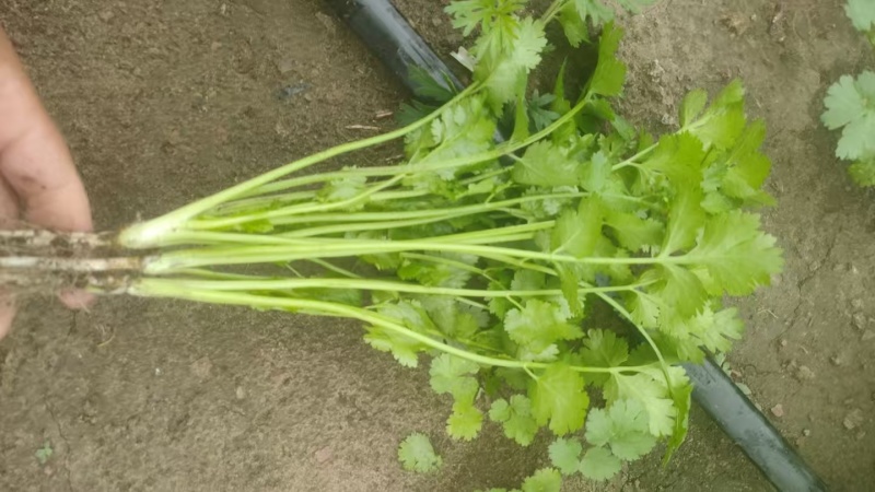 精品香菜大叶香菜质量保证价格合理全国发货欢迎来电