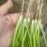 精品香菜大叶香菜质量保证价格合理全国发货欢迎来电