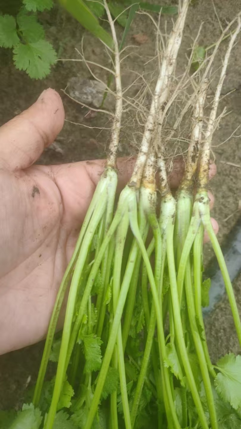 精品香菜大叶香菜质量保证价格合理全国发货欢迎来电
