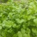 精品香菜大叶香菜质量保证价格合理全国发货欢迎来电