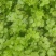 精品香菜大叶香菜质量保证价格合理全国发货欢迎来电