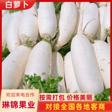 [热卖]湖北萝卜精品白萝卜货源充足全国发货