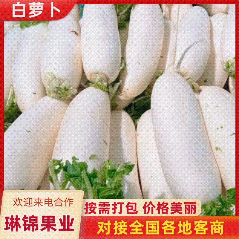 [热卖]湖北萝卜精品白萝卜货源充足全国发货