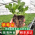 草莓苗四季结果红颜草莓苗大叶红颜青旗红颜大叶宁玉等等欢迎