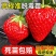 草莓苗四季结果红颜草莓苗大叶红颜青旗红颜大叶宁玉等等欢迎