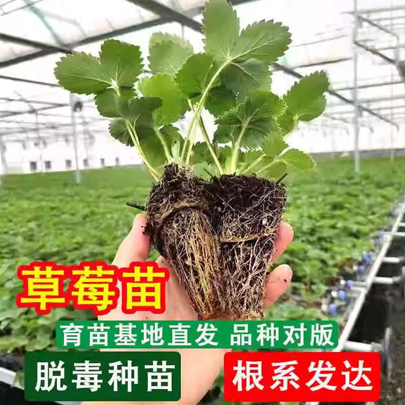 【现挖现发】安徽长丰泉天仙醉妙香三号随珠草莓苗规格齐全
